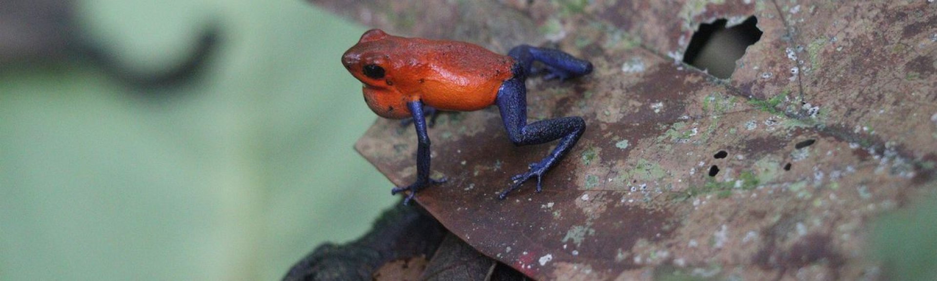 Diversité de la faune terrestre au Costa Rica