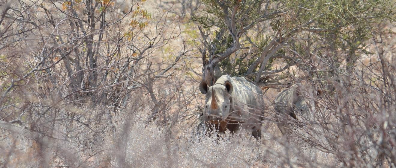Catherine, un rhinocéros a vraiment couru vers toi ?