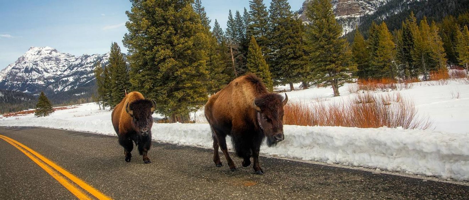 Circulation alternée dans Yellowstone