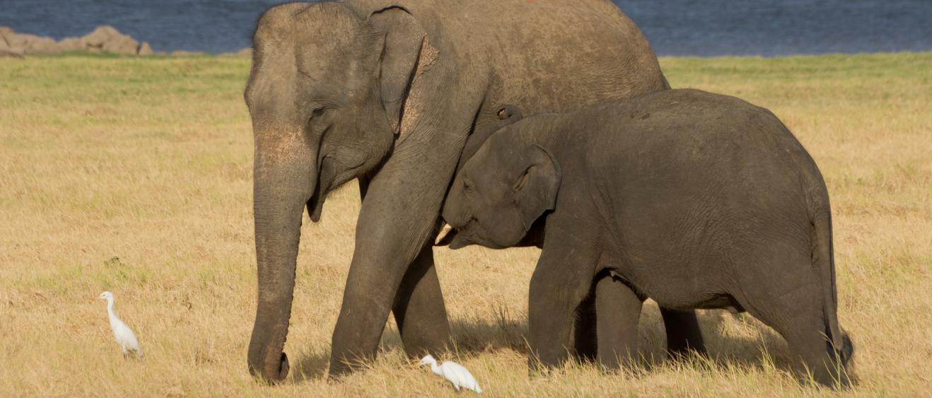 5 bonnes raisons de partir voyager au Sri Lanka