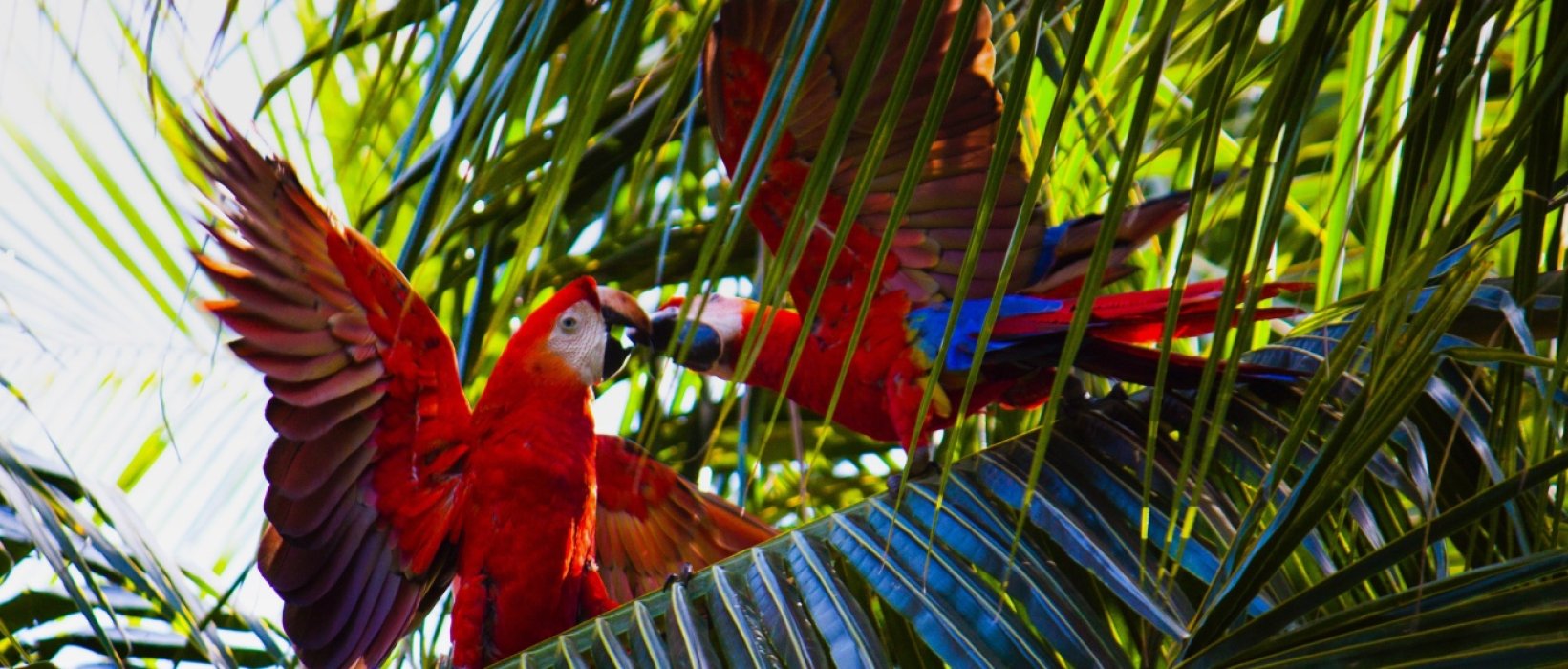 10 bonnes raisons de partir au Costa Rica