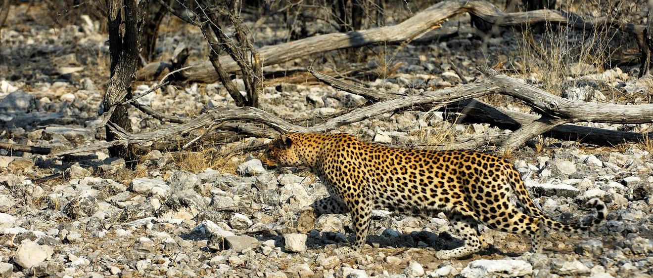 Questions pièges à notre Chef de destination Namibie, Stéphanie :