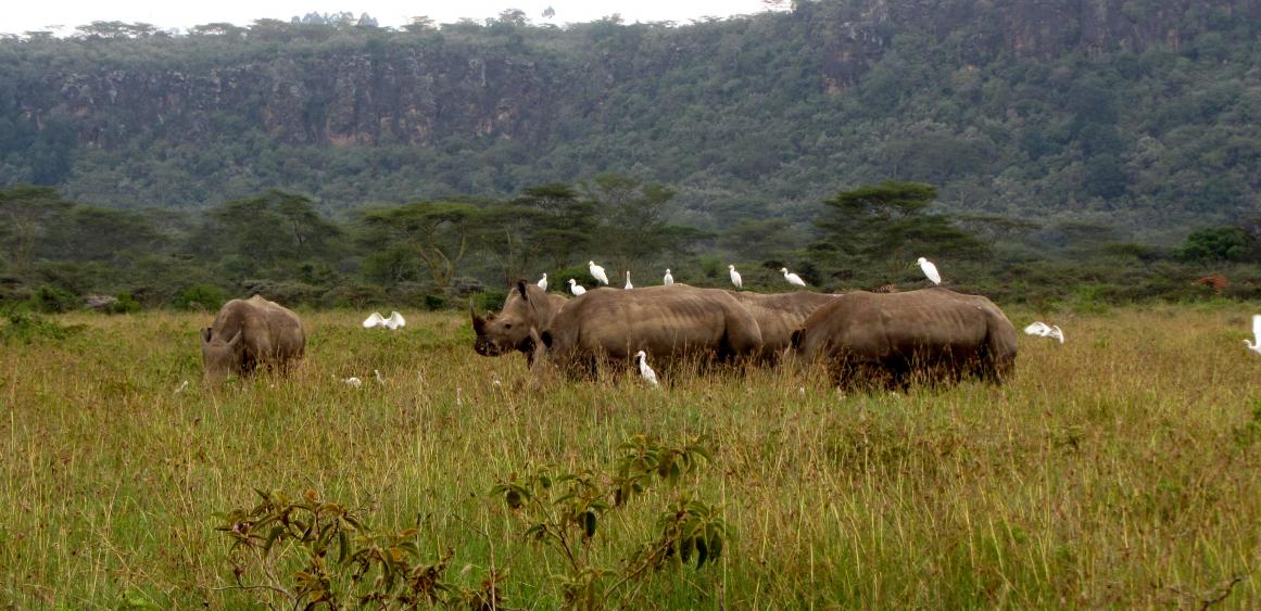 Les meilleurs parcs pour faire un safari au Kenya