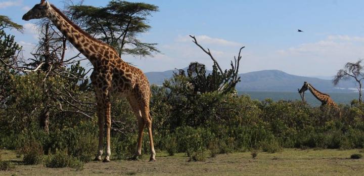 Voyage sur-mesure, Conseils pour un voyage insolite au Kenya