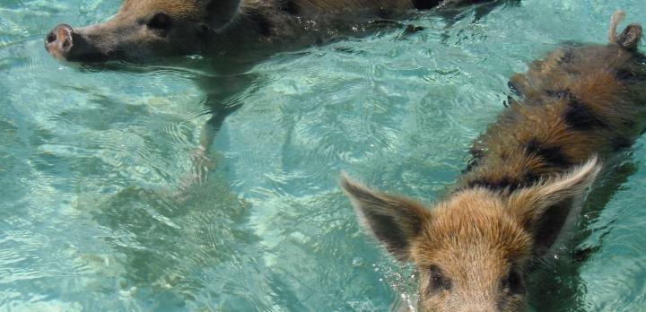 Voyage sur-mesure, On vous emmène nager avec les cochons aux Bahamas !