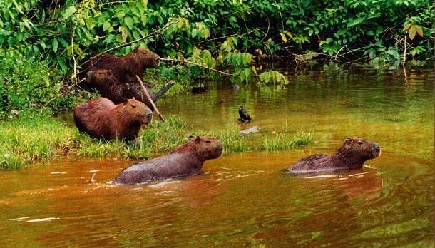 Voyage sur-mesure, La biodiversité de l’Alta Floresta