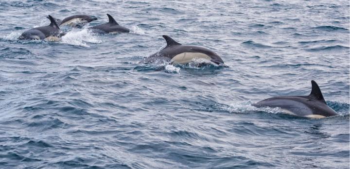 Voyage sur-mesure, Faire une sortie bateau éthique et respectueuse aux Açores ? C’est possible.