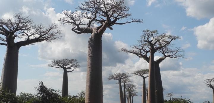 Voyage sur-mesure, Voyage à Madagascar sous la plume de Gérard