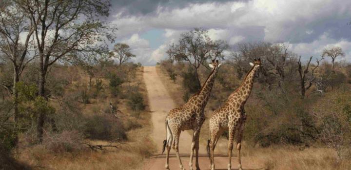 Voyage sur-mesure, Qu'est-ce que le parc Kruger et quand le visiter ?