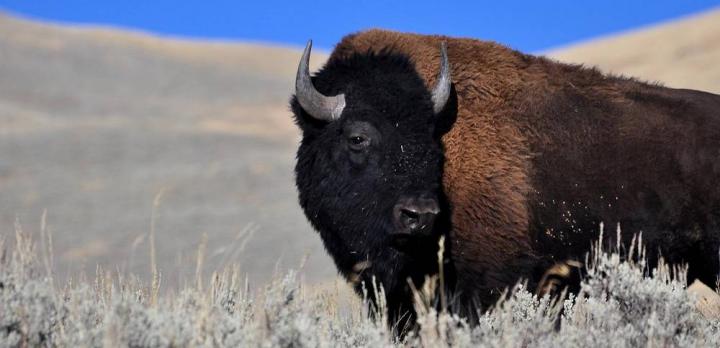 Voyage sur-mesure, Circulation alternée dans Yellowstone