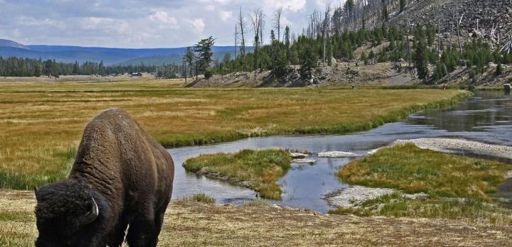 Voyage sur-mesure, Les incendies dans Yellowstone, garants de la biodiversité ?