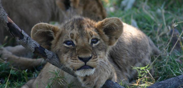 Voyage sur-mesure, Le safari en Afrique avec Jennifer