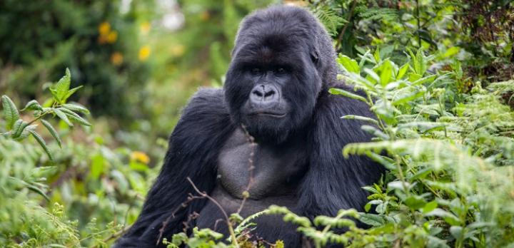 Voyage sur-mesure, Rwanda et Ouganda : Quelles différences entre ces deux pays d’Afrique de l’Est ?