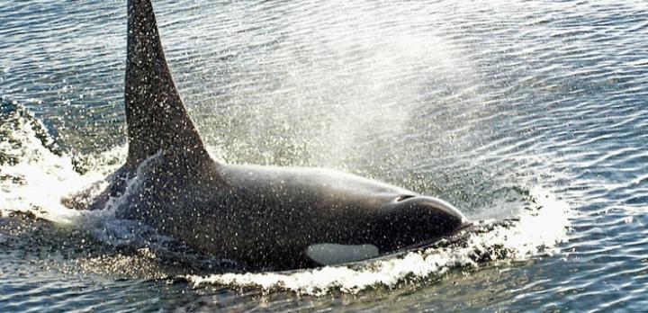 Voyage sur-mesure, A la rencontre des orques et des baleines à Telegraph Cove