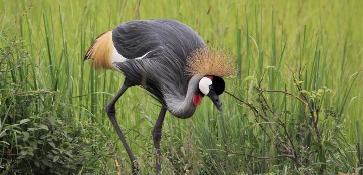 Voyage sur-mesure, Ouganda, destination safari préservée ?