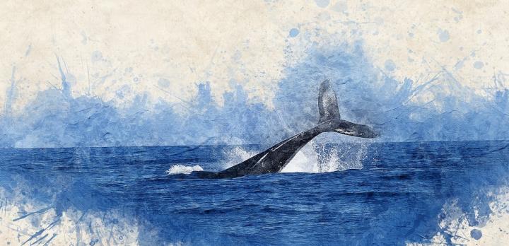 Voyage sur-mesure, Observer les baleines de La Réunion...