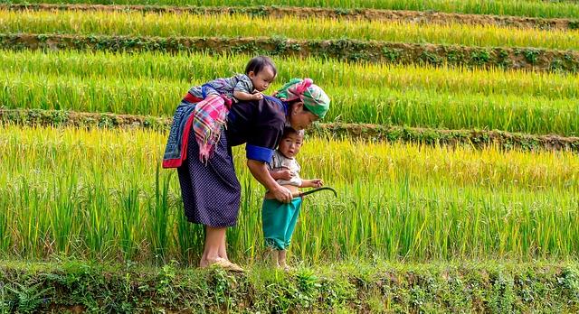 Voyage sur-mesure, Le Vietnam et ses rizières, quelle saison choisir ?