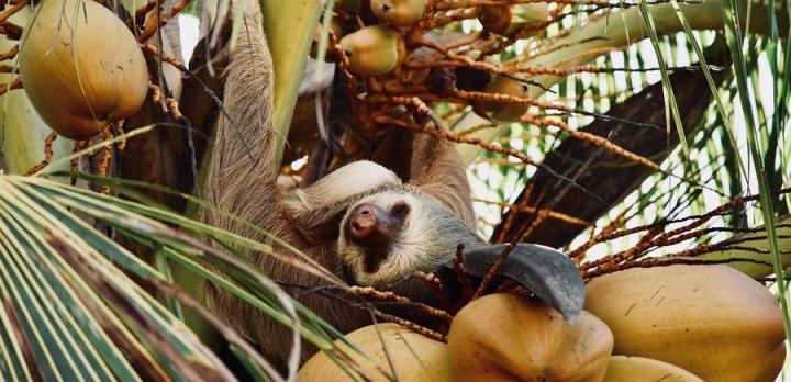 Voyage sur-mesure, La faune de la canopée au Costa Rica