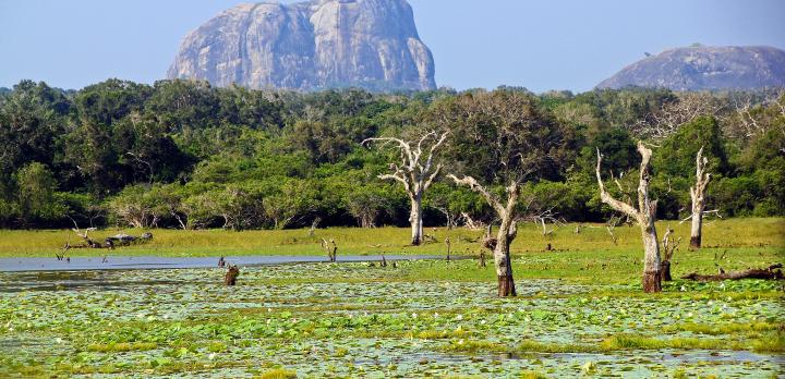 Voyage sur-mesure, 5 bonnes raisons de partir voyager au Sri Lanka