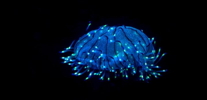 Voyage sur-mesure, La magie de la bioluminescence