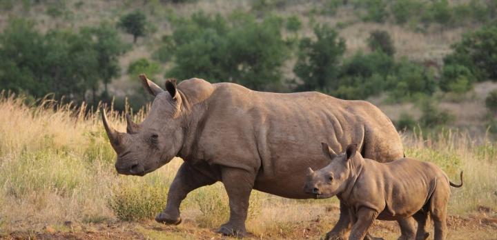 Voyage sur-mesure, Où voir des rhinocéros en Afrique du Sud et lutter contre leur braconnage ?