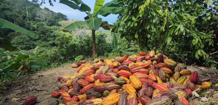 Voyage sur-mesure, Pourquoi Sao Tomé s'appelle l'île Chocolat ?
