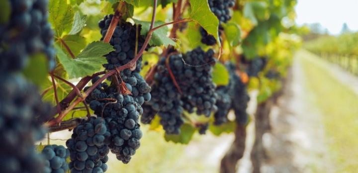 Voyage sur-mesure, La Fête des Vendanges au Chili