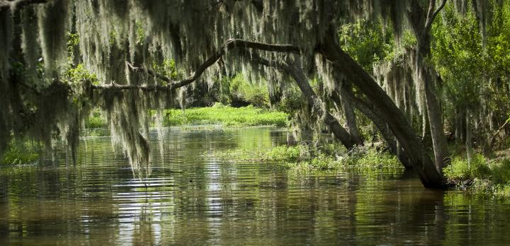 Voyage sur-mesure, Combiné Texas & Louisiane : les Etats-Unis hors des sentiers battus