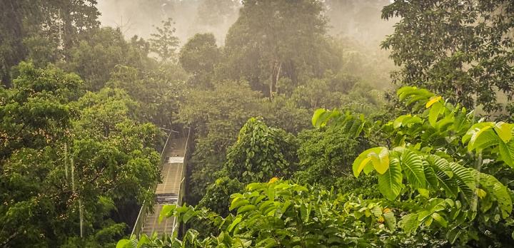 Voyage sur-mesure, Aventure à Bornéo