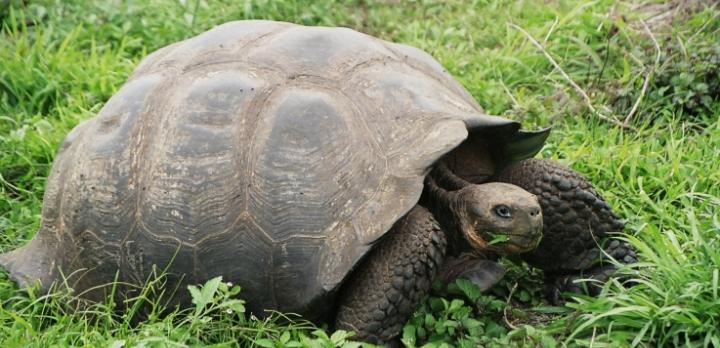 Voyage sur-mesure, Nolwenn vous fait découvrir les Galapagos