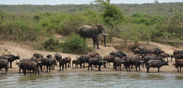 Voyage sur-mesure, Où et quand faire les plus beaux safaris en Afrique ?