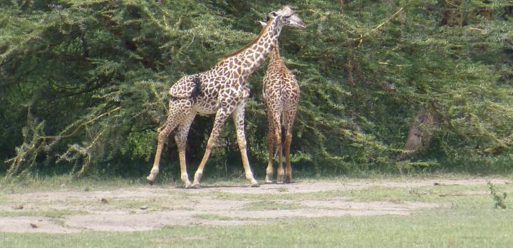 Voyage sur-mesure, Tanzanie + Zanzibar : le combo parfait pour un voyage réussi