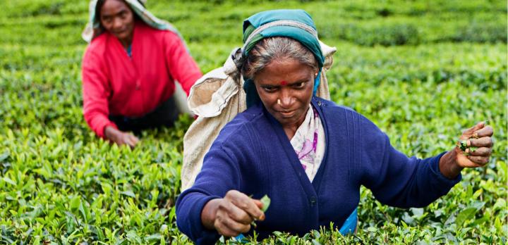 Voyage sur-mesure, Bien choisir son thé au Sri Lanka