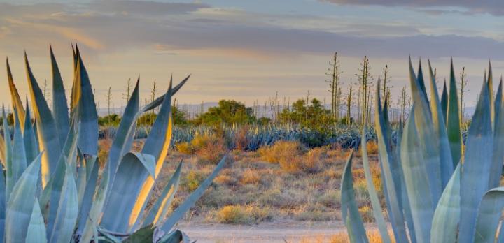Voyage sur-mesure, Les richesses du Little Karoo en Afrique du Sud