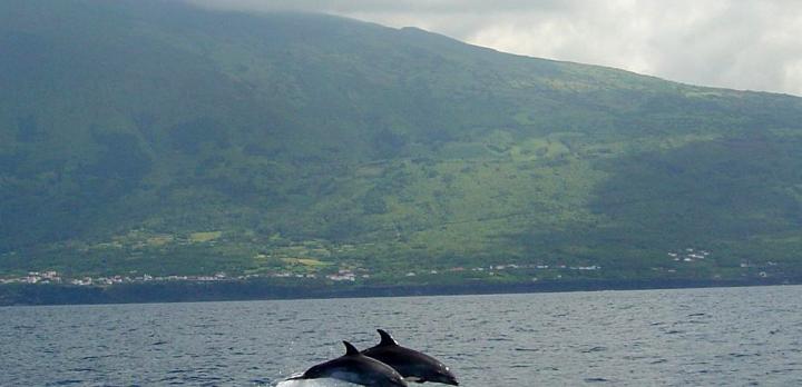 Voyage sur-mesure, Partez observer la faune marine aux Açores !