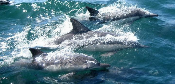 Voyage sur-mesure, Passion pour les baleines et dauphins...