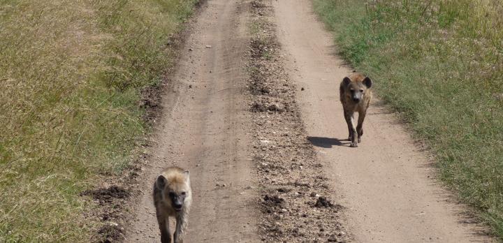 Voyage sur-mesure, Lise, tu nous racontes ton tout premier safari?