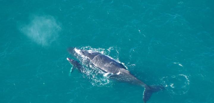 Voyage sur-mesure, Plonger avec les baleines à bosse au Mozambique