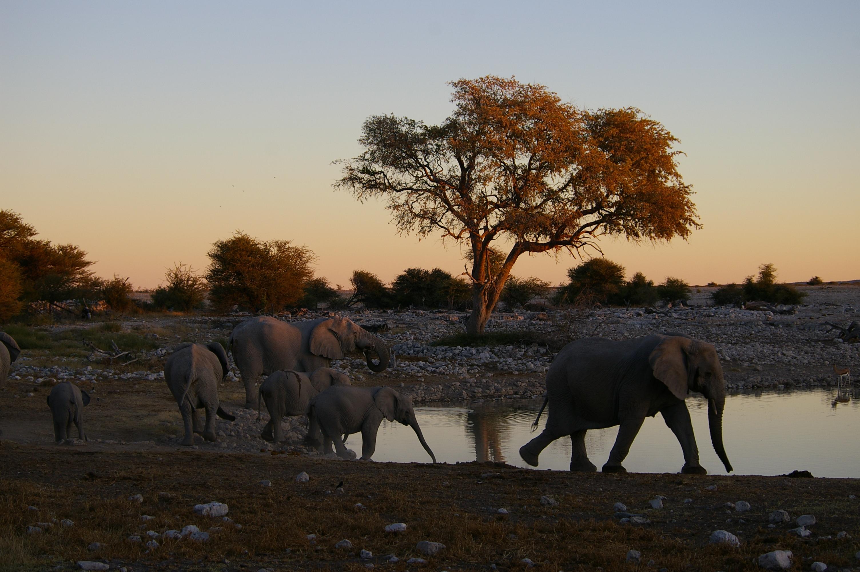 Voyage sur-mesure, Les conseils de Stéphanie pour un safari réussi