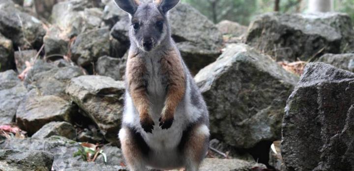 Voyage sur-mesure, Pourquoi visiter le Wilson Promontory et Kangaroo Island ?