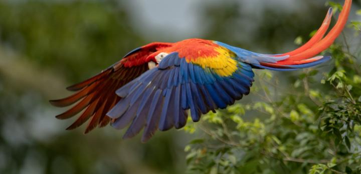 Voyage sur-mesure, 10 bonnes raisons de partir au Costa Rica