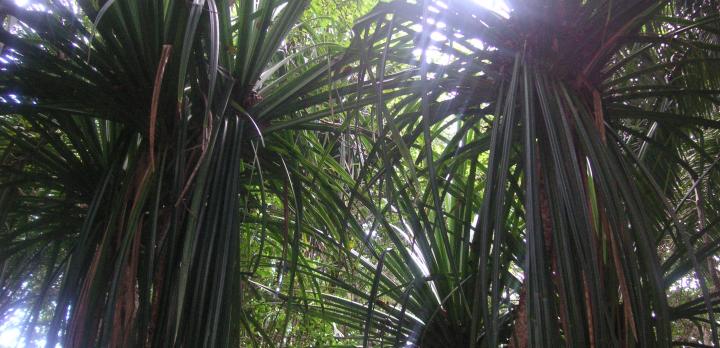 Voyage sur-mesure, Forêt de Jozani