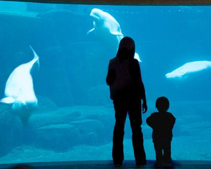 Voyage sur-mesure, Aquarium de Vancouver