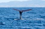 Voyage sur-mesure, Observation des baleines et cachalots