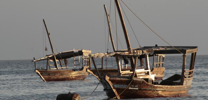 Voyage sur-mesure, Rencontre avec les dauphins de Zanzibar