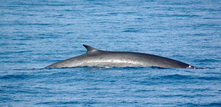 Voyage sur-mesure, Observation des baleines de Cape Cod