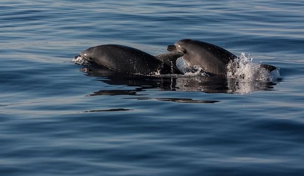 Voyage sur-mesure, Rencontrez les dauphins en liberté à l'arrière saison (du 1er Oct au 31 Mai) !