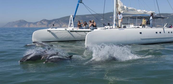 Voyage sur-mesure, Observation dauphins dans la Baie du Sado de 3h