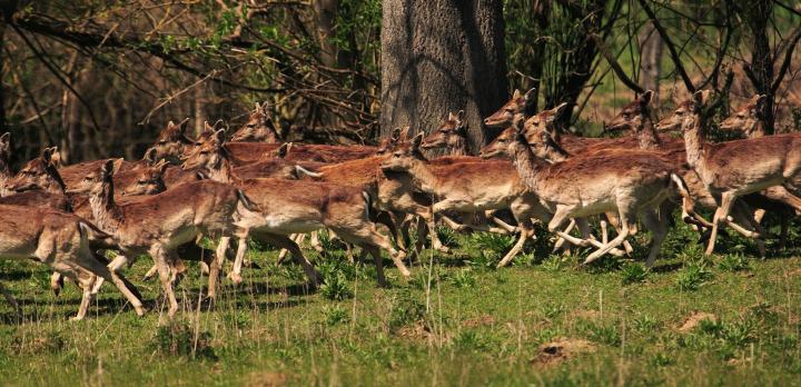 Voyage sur-mesure, Découverte du Parc de Kopacki Rit avec rangers experts