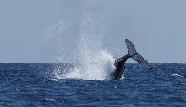 Voyage sur-mesure, Observer les baleines depuis Boston